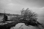 Fire Island tree toppled by Hurricane Sandy. 